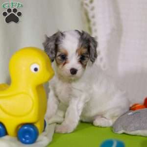 Bonnie, Cavapoo Puppy